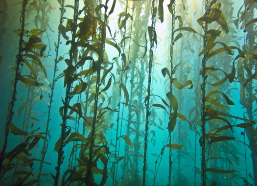 SEAWEED PROCESSING FACILITIES