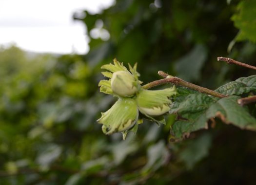 ATLANTIC HAZELWOOD