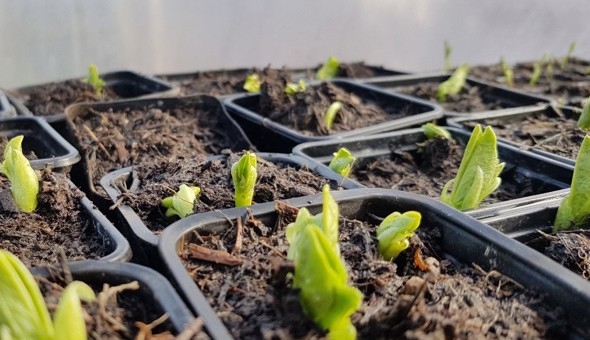 Plant Exchange at Community Garden gallery 1