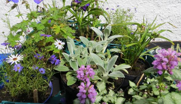 Plant Exchange at Community Garden