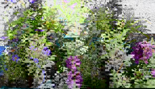 Plant Exchange at Community Garden gallery 0