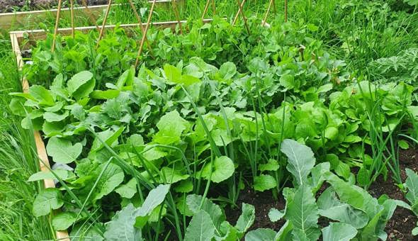 Busy times at the Community Garden gallery 8