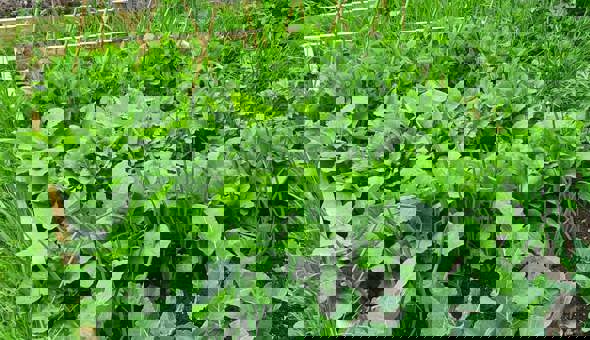 First Birthday Celebration on Saturday 4th September at the Community Garden! gallery 3