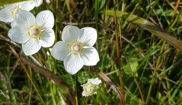 Garden Gathering on Thursday 26th August