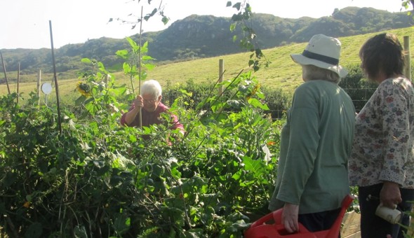 Please help us to raise funds for our polytunnel!