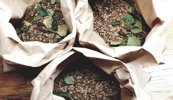 Seed collecting at Tiroran Community Forest 