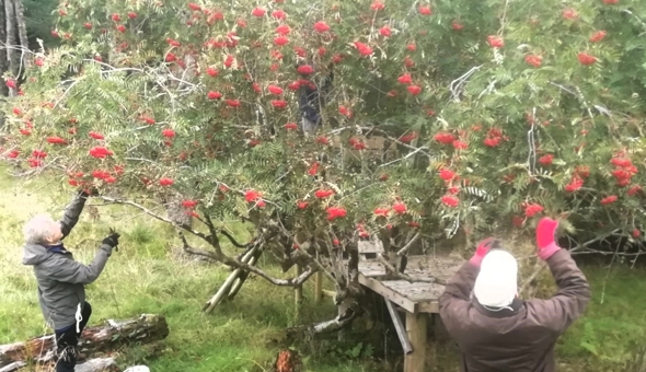 Seed collecting at Tiroran Community Forest  gallery 3