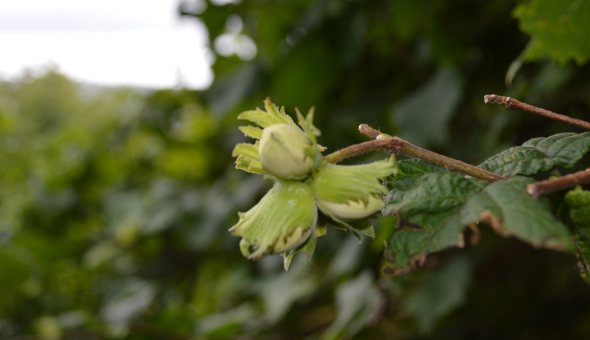 Tree planters needed at Tiroran Community Forest! gallery 4