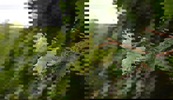 Tree planters needed at Tiroran Community Forest! gallery 4