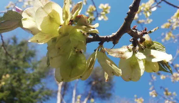 Tree planters needed at Tiroran Community Forest! gallery 2