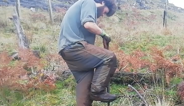 Tree planters needed at Tiroran Community Forest! gallery 0