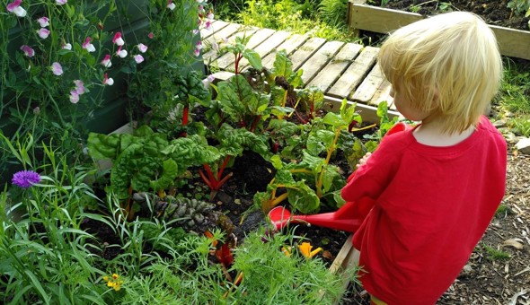 Community Garden Update