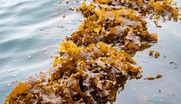 Islands Infrastructure Fund boost for Aird Fada Seaweed Farm gallery 1