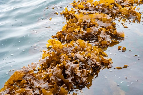 Islands Infrastructure Fund boost for Aird Fada Seaweed Farm