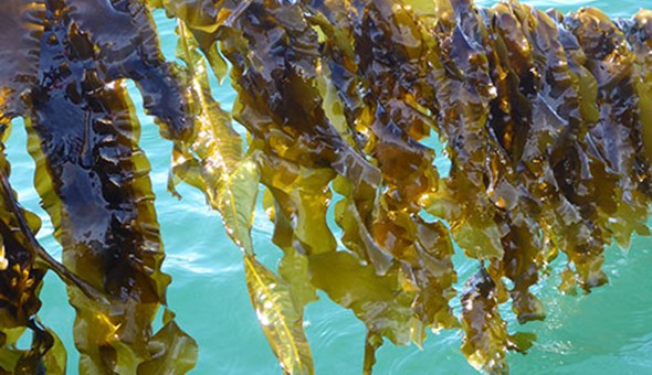 Islands Infrastructure Fund boost for Aird Fada Seaweed Farm gallery 2