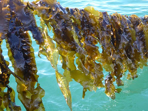 Islands Infrastructure Fund boost for Aird Fada Seaweed Farm