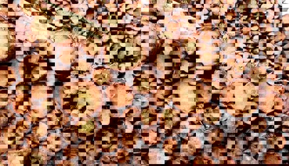 Tiroran sawmill market research survey! gallery 0