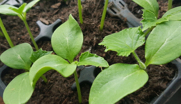 Annual Plant Swap at the Community Garden!