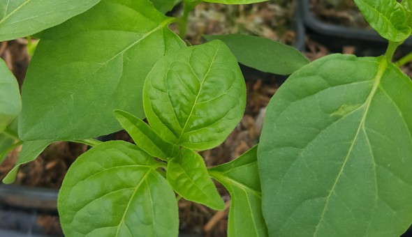 Annual Plant Swap at the Community Garden! gallery 1