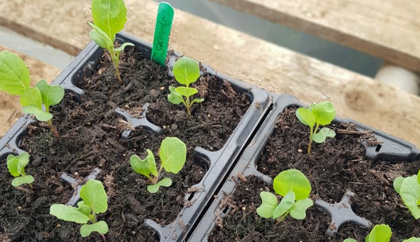 Annual Plant Swap at the Community Garden! gallery 3