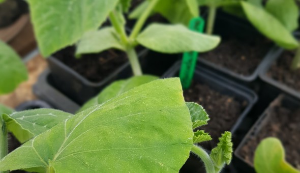 Annual Plant Swap at the Community Garden! gallery 4