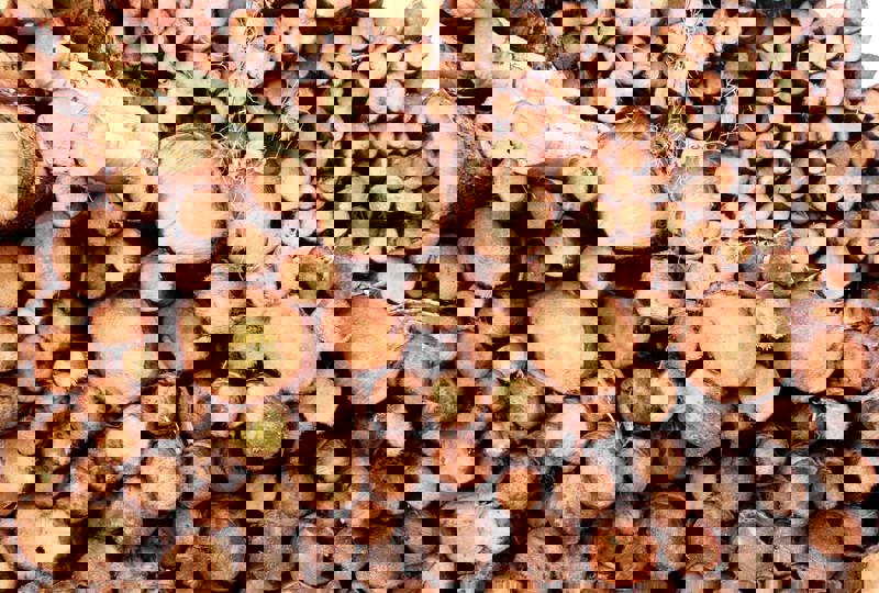 Tiroran Timber Sawmill and Biochar